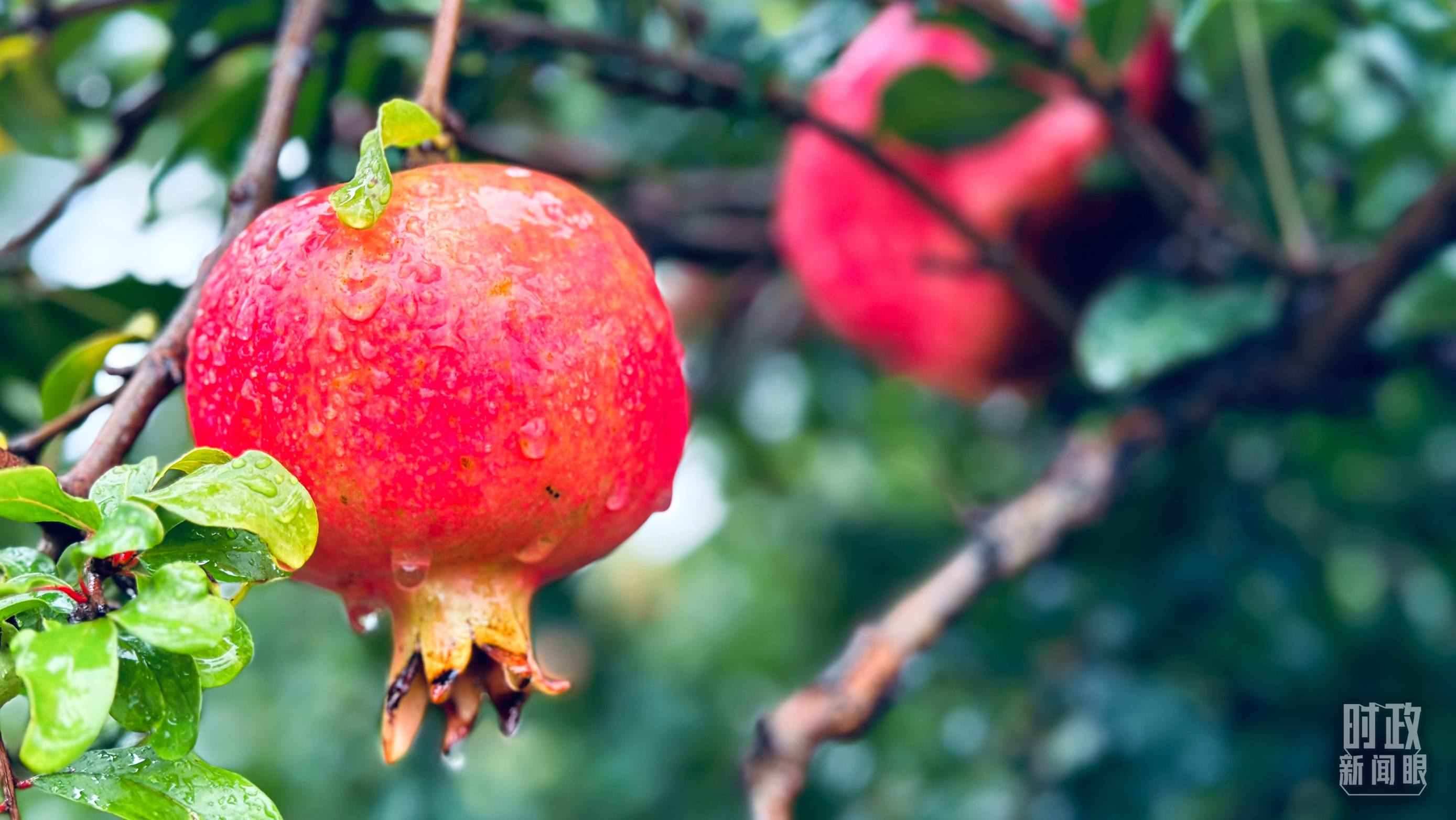 △一場秋雨過后，石榴更顯晶瑩。（總臺央視記者李輝、范一鳴拍攝）