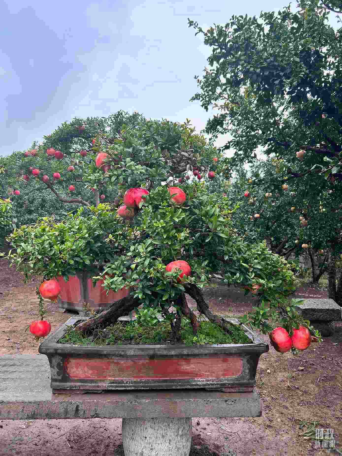 △冠世榴園內的石榴盆栽。（總臺央視記者黎兵拍攝）