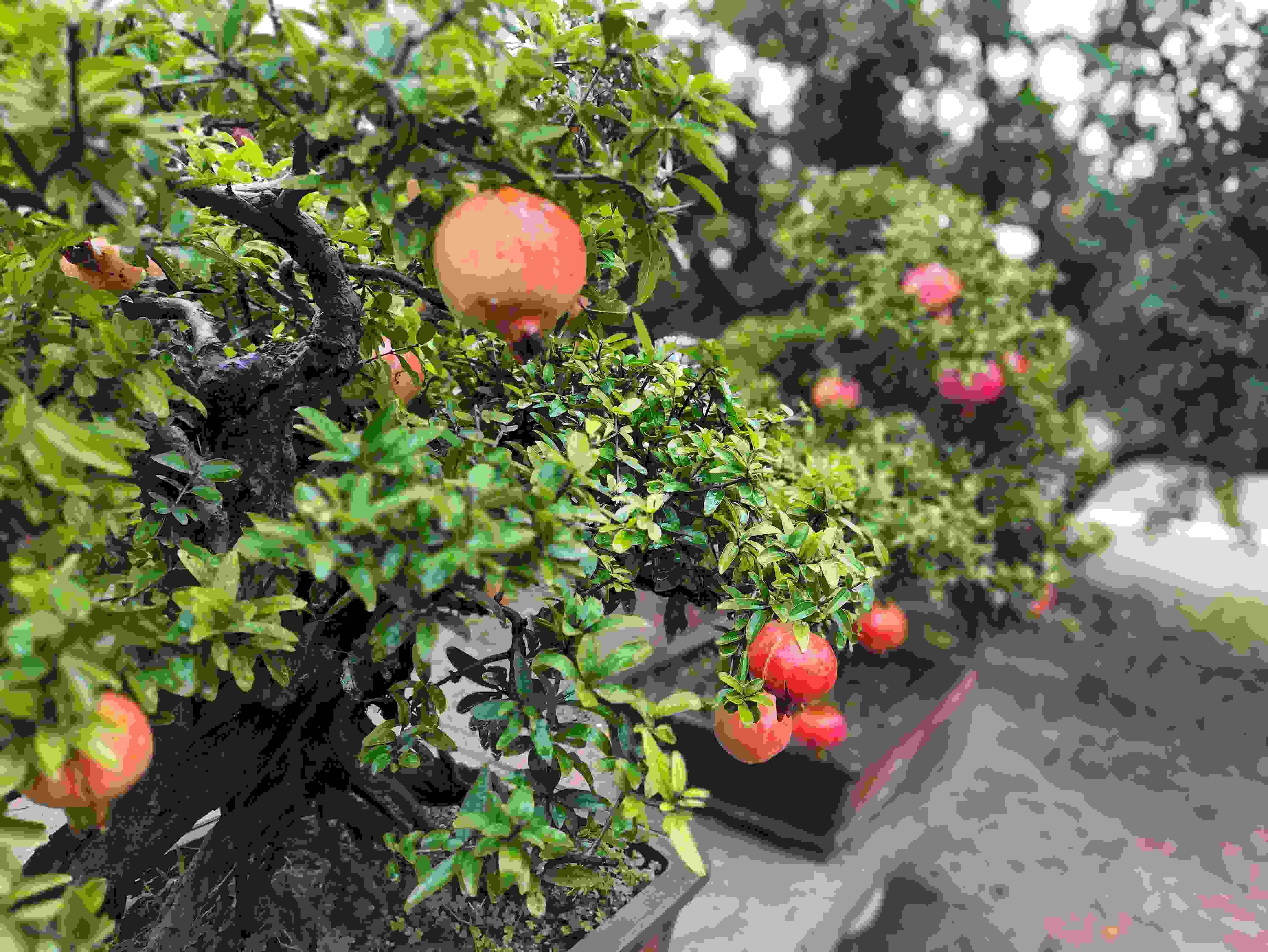 △石榴的發(fā)展帶動(dòng)了當(dāng)?shù)厥衽杈爱a(chǎn)業(yè)。（總臺(tái)央視記者鐘信偉拍攝）