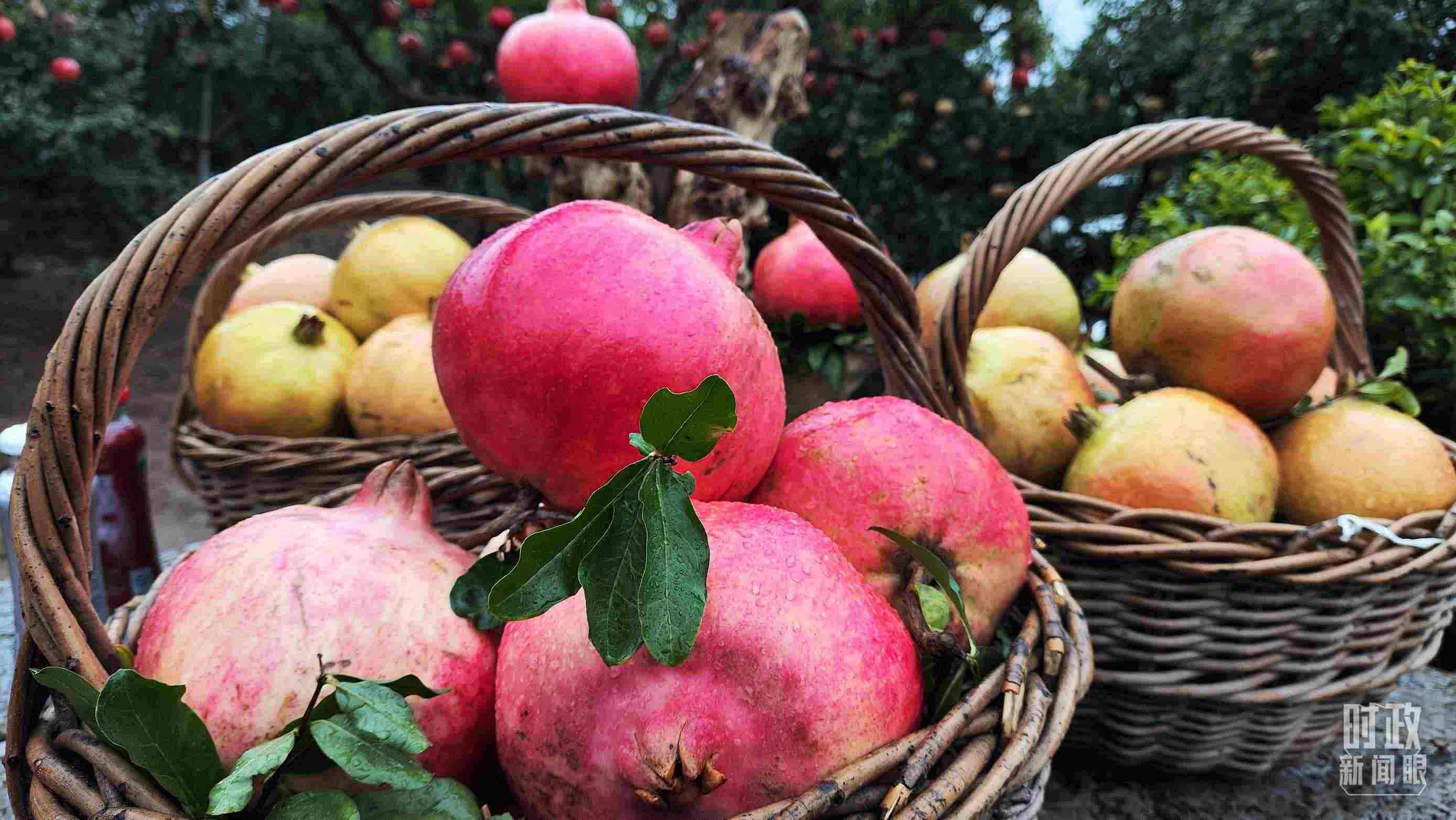 △種植園內新鮮采摘的石榴。（總臺央視記者鐘信偉拍攝）