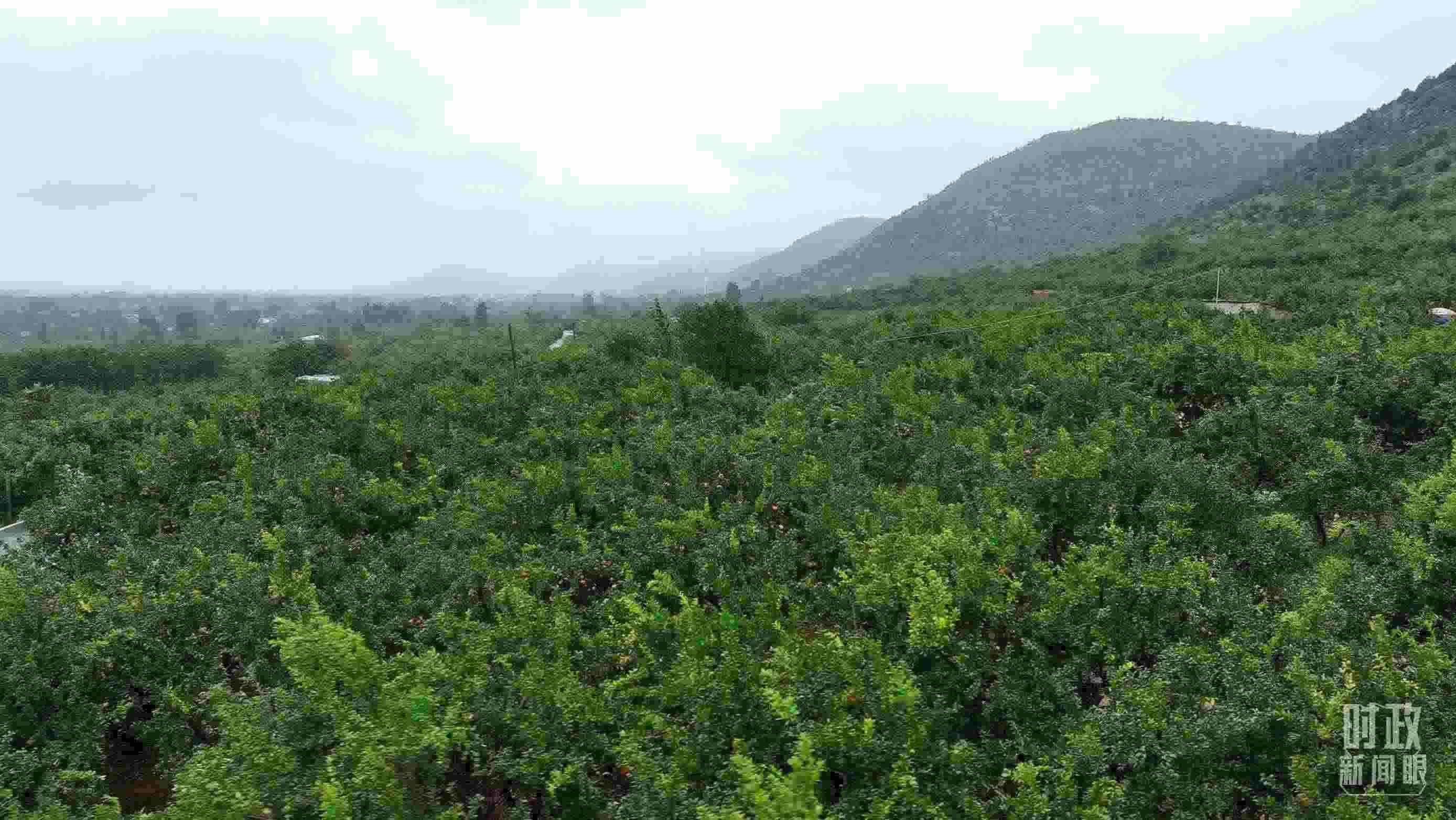 △山東棗莊冠世榴園。（總臺記者韓森、張鵬拍攝）