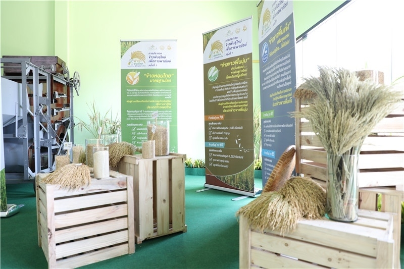 圖為泰國農(nóng)業(yè)與合作社部培育的優(yōu)質(zhì)稻種。泰國商務(wù)部供圖