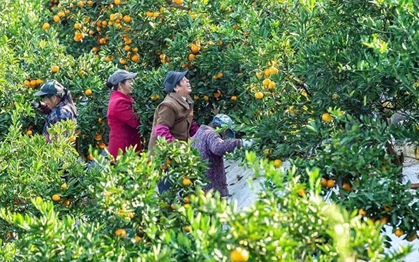 農(nóng)戶在果園中采摘果實。湖南省石門縣融媒體中心 唐亞翔攝