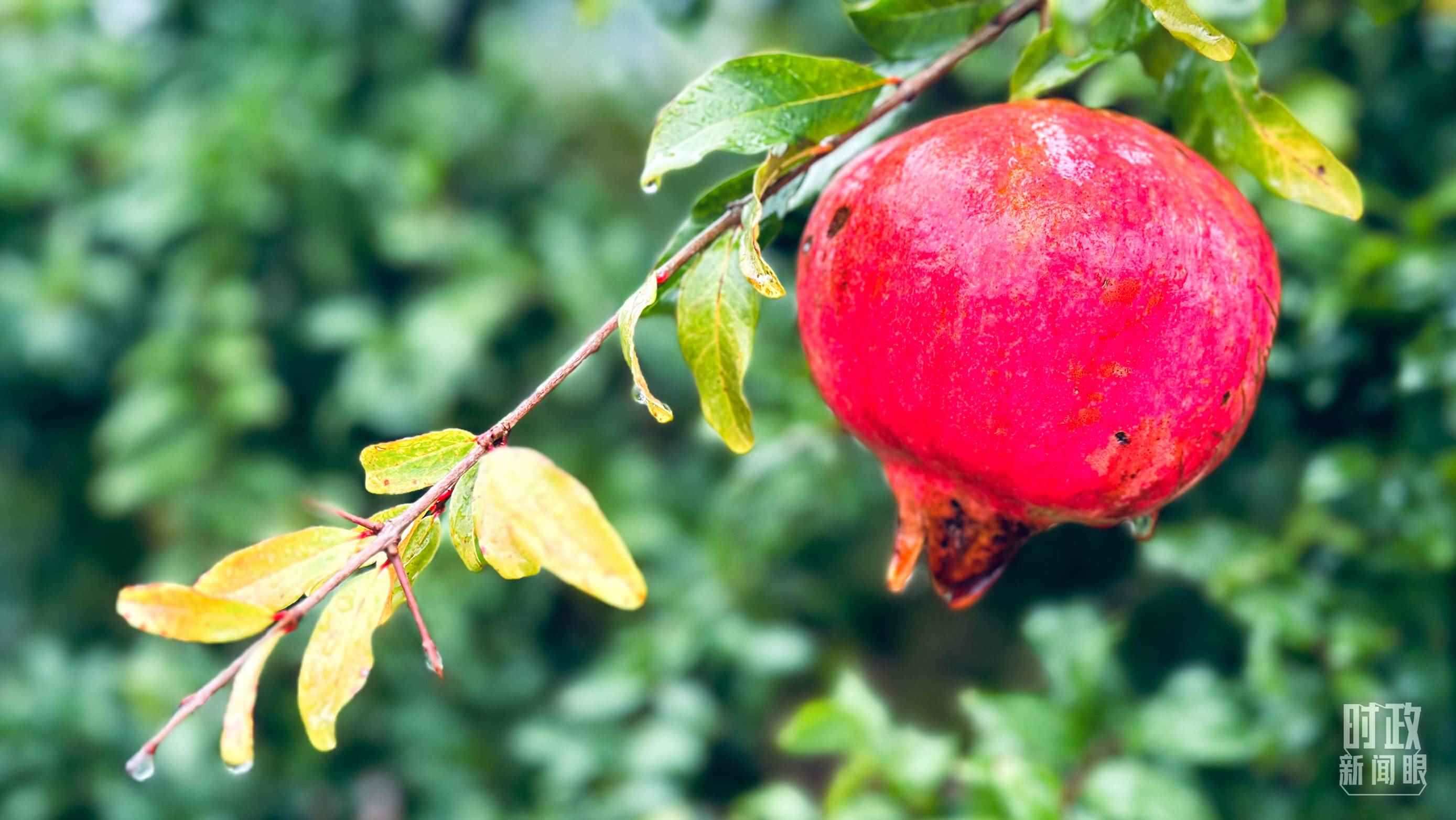 △山東省棗莊市冠世榴園，石榴紅了。（總臺央視記者范一鳴拍攝）