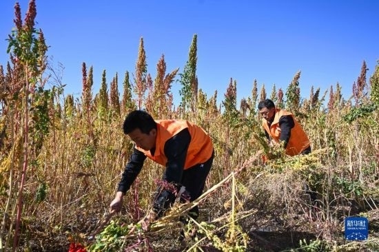 9月28日，農(nóng)民參加內(nèi)蒙古武川縣首屆藜麥開鐮節(jié)割藜麥比賽。
