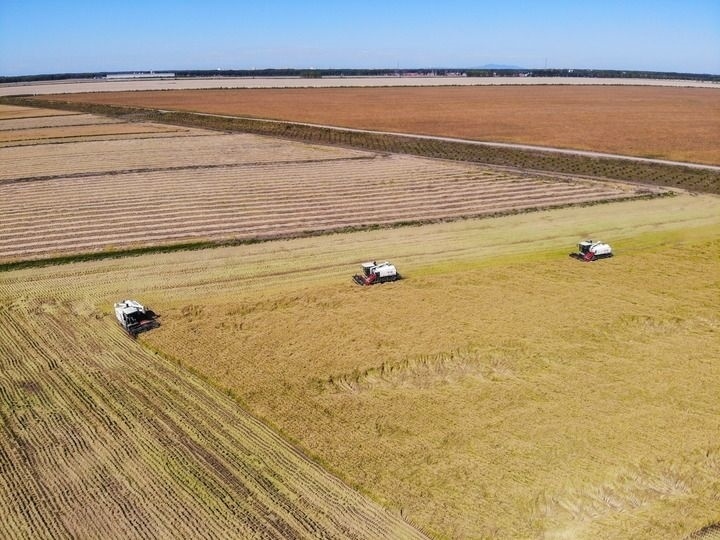 這是在位于黑龍江雙鴨山市友誼縣的北大荒農(nóng)業(yè)股份有限公司友誼分公司一地塊拍攝的水稻收獲現(xiàn)場（2023年9月21日攝，無人機照片）。新華社記者 王松 攝