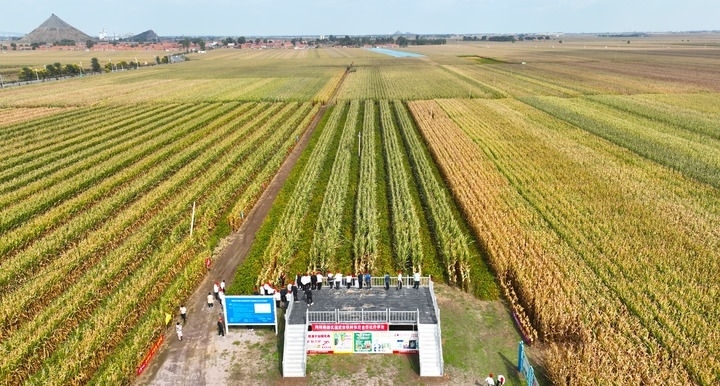 在遼寧省鐵嶺縣蔡牛鎮(zhèn)，外地農(nóng)民到張莊玉米合作社的大田里學(xué)習(xí)玉米選種和栽種技術(shù)（2023年9月26日攝，無人機照片）。新華社記者 楊青 攝