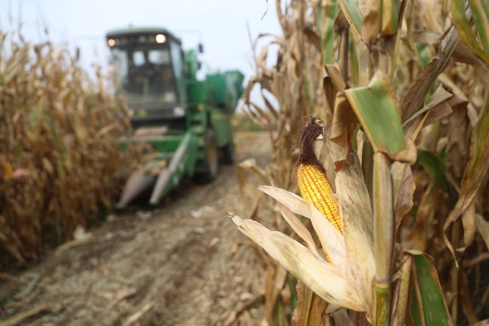 在遼寧省鐵嶺縣蔡牛鎮(zhèn)玉米田里，農(nóng)民駕駛農(nóng)機收割玉米（2023年9月26日攝）。新華社記者 楊青 攝
