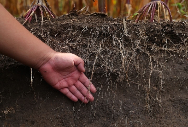在遼寧省鐵嶺縣蔡牛鎮(zhèn)，張莊玉米合作社的農(nóng)民向外地農(nóng)民介紹黑土地保護和玉米秸稈還田情況（2023年9月26日攝）。新華社記者 楊青 攝