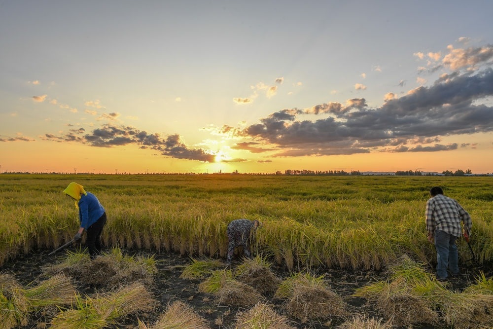 農(nóng)民在吉林省吉林市永吉縣萬昌鎮(zhèn)花家村收割水稻（2023年9月12日攝）。新華社記者 張楠 攝