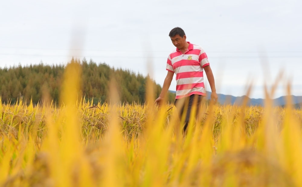 在遼寧省撫順市新賓滿族自治縣新賓鎮(zhèn)的水稻田里，農(nóng)民丁輝查看水稻成熟情況（2023年9月25日攝）。新華社記者 楊青 攝