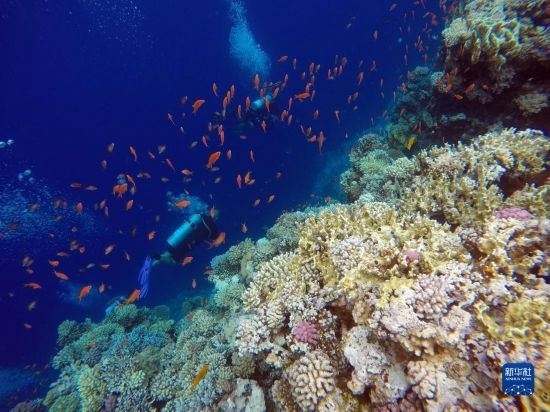  10月2日，人們?cè)诎＜拔髂伟雿u達(dá)哈布藍(lán)洞內(nèi)的珊瑚旁深潛。新華社記者 隋先凱 攝