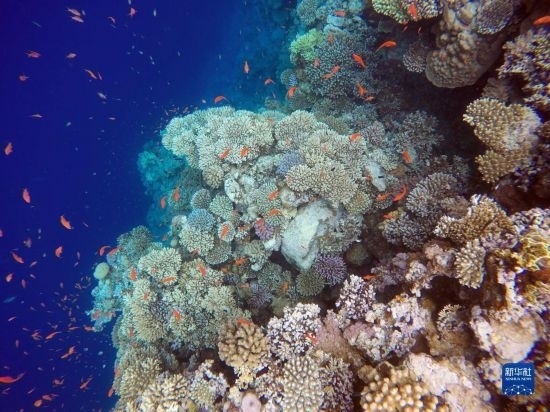  這是10月2日在埃及西奈半島達(dá)哈布藍(lán)洞內(nèi)拍攝的珊瑚和魚類。新華社記者 隋先凱 攝