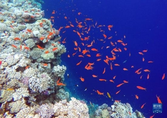  這是10月2日在埃及西奈半島達(dá)哈布藍(lán)洞內(nèi)拍攝的珊瑚和魚類。新華社記者 隋先凱 攝