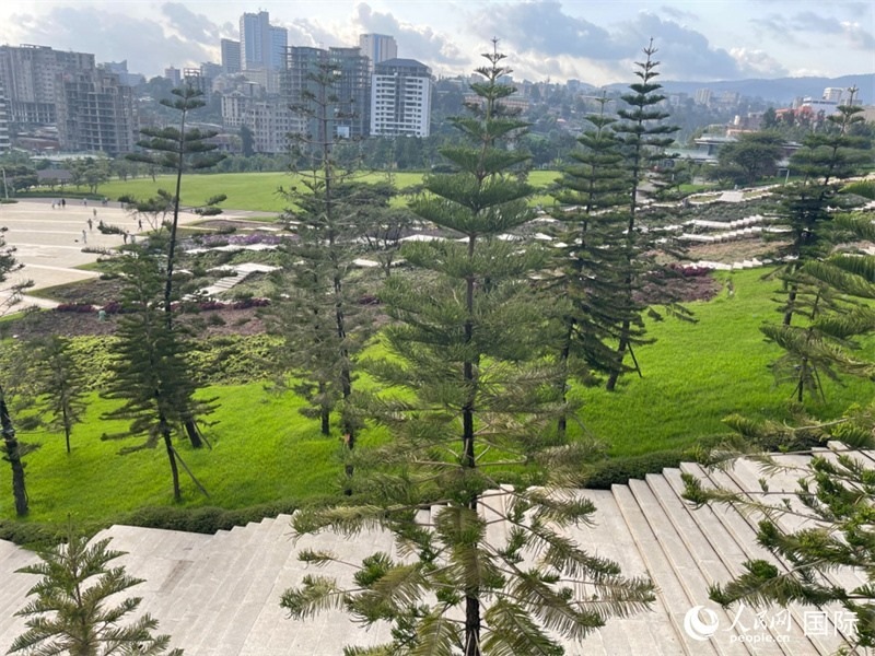 亞的斯亞貝巴友誼廣場(chǎng)的南洋杉。人民網(wǎng)記者 趙艷紅攝