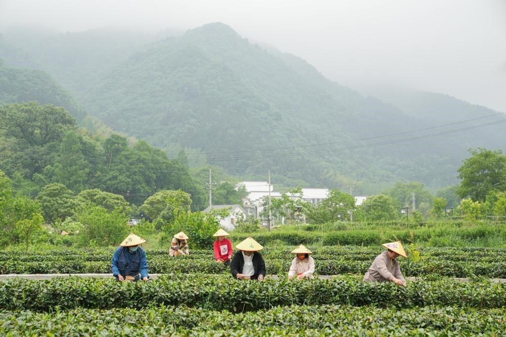 2022年5月11日，村民在大灣村生態(tài)茶園內(nèi)采摘茶葉。新華社記者杜宇攝