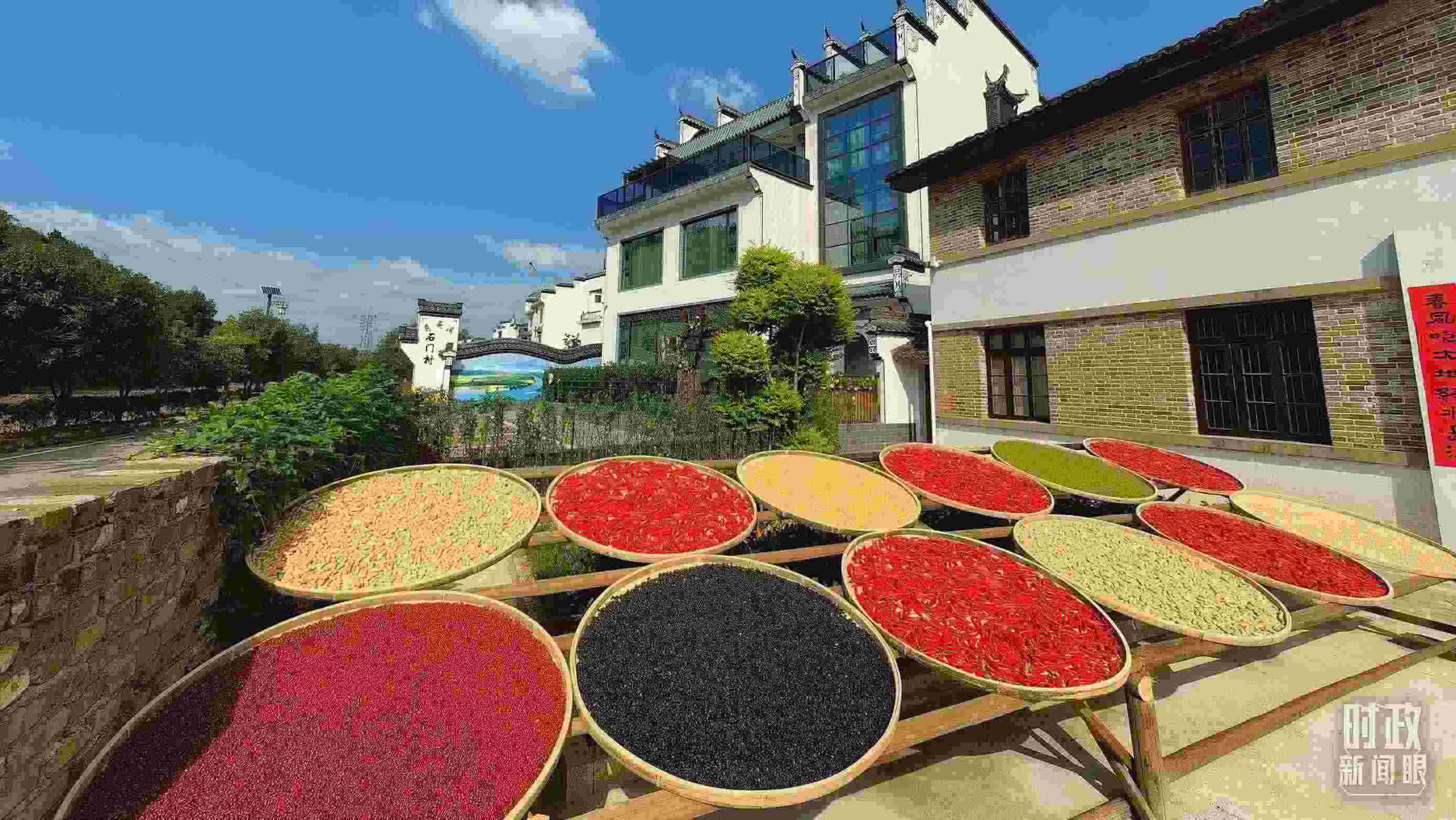 △曬秋農俗成為婺源鄉(xiāng)村的一道美麗風景。（總臺央視記者段德文拍攝）