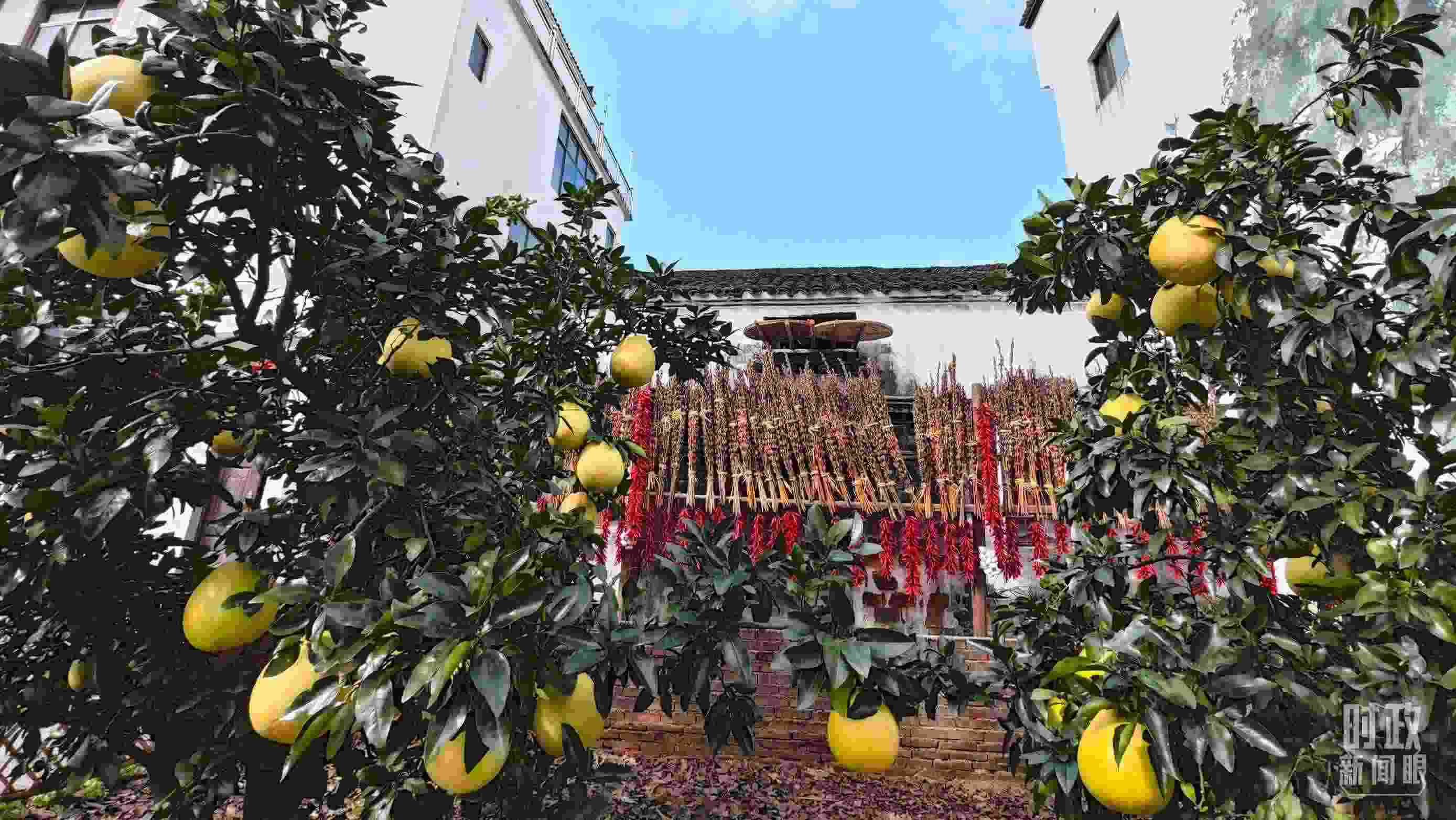 △石門村農家小院里碩果累累。（總臺央視記者許永松拍攝）