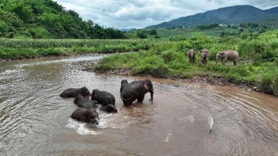 野生亞洲象組團(tuán)泡澡降溫解暑。何有剛攝