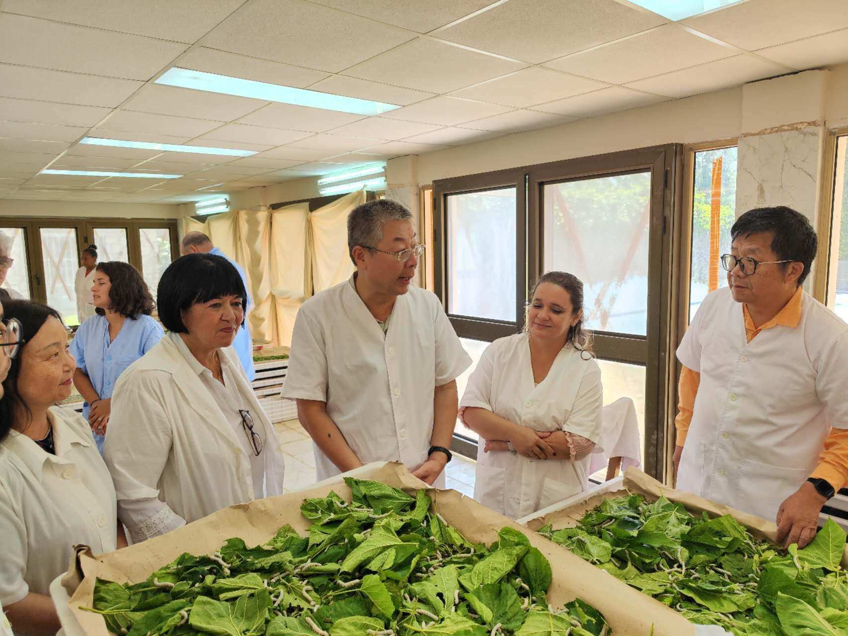 2023年5月23日，中國(guó)駐古巴大使馬輝考察古中蠶?？萍己献髦行摹?lái)源：中國(guó)駐古巴大使館官網(wǎng)