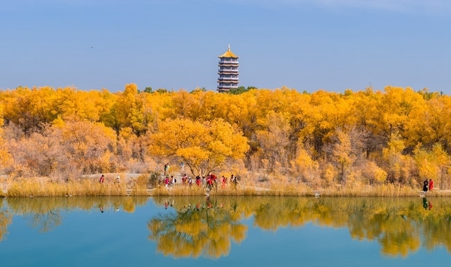 胡楊林金碧耀眼。蘭州局集團(tuán)公司融媒體中心供圖