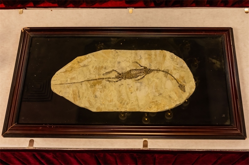 潛龍化石。國(guó)家文物局供圖