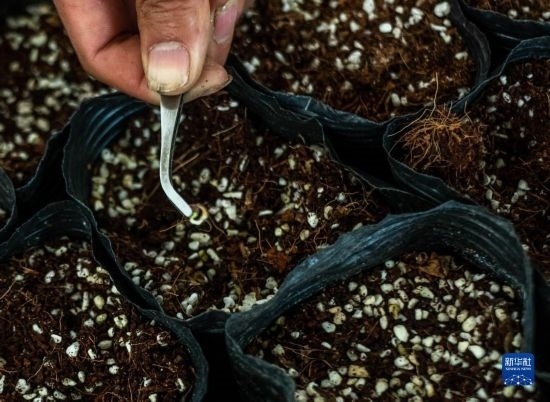 云南錦科花卉工程研究中心里已經發(fā)芽的太空種子（4月3日攝）。