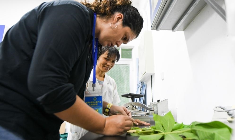 9月17日，來自哥倫比亞的研修班學(xué)員埃文·奧拉亞（左）在中國專家的指導(dǎo)下學(xué)習(xí)實操木薯組培快速繁育技術(shù)。