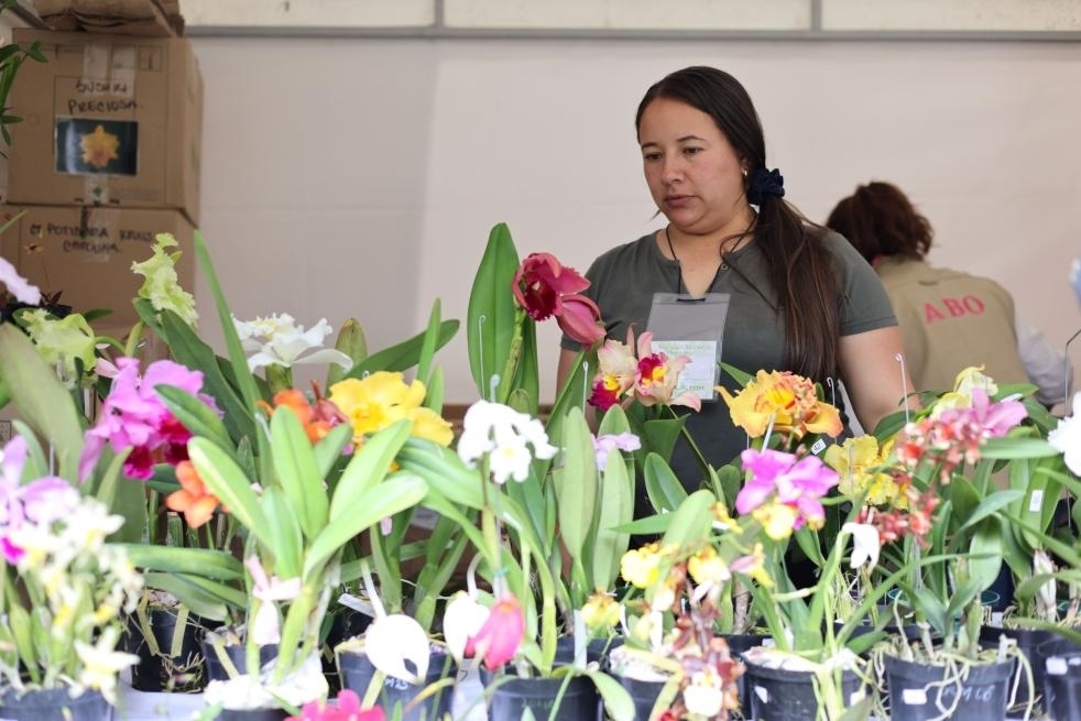 9月14日至17日，哥倫比亞首都波哥大舉辦蘭花展。