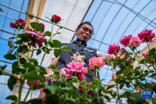 在云南省安寧市現(xiàn)代農業(yè)園區(qū)玫瑰種植示范園，技術員田連通觀察玫瑰花（10月20日攝）。