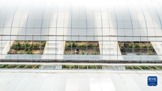 云南省安寧市現(xiàn)代農業(yè)園區(qū)玫瑰種植示范園一景（無人機照片，10月20日攝）。