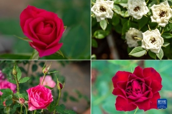 這是云南省安寧市現(xiàn)代農業(yè)園區(qū)玫瑰種植示范園里玫瑰新品種的拼版照片。