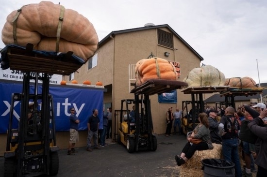  10月9日，在美國(guó)加利福尼亞州圣馬特奧縣半月灣舉行的南瓜稱(chēng)重大賽現(xiàn)場(chǎng)，人們圍觀參賽的南瓜。新華社發(fā)（李建國(guó)攝）