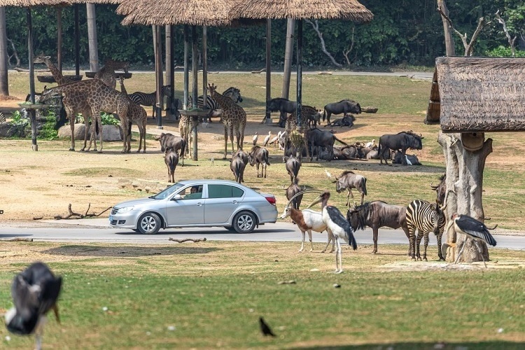 長隆野生動物世界園區(qū)內(nèi)，各類動物生活在一起。鄧泳怡 攝