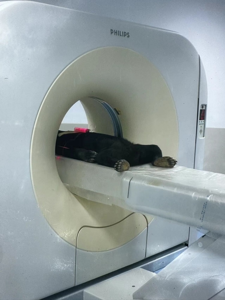 長隆野生動物世界的動物醫(yī)院內(nèi)，馬來熊在做核磁共振檢查。人民網(wǎng)記者 李舫攝