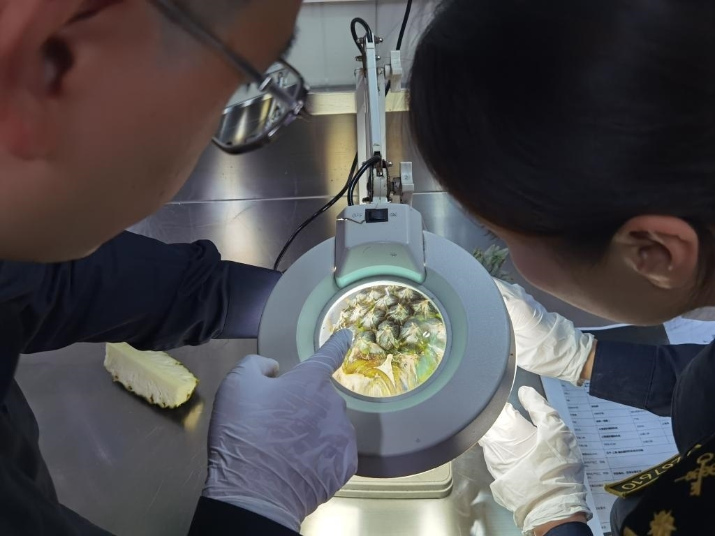 11月3日，上海海關(guān)關(guān)員對(duì)首批入境中國(guó)、參展第六屆進(jìn)博會(huì)的貝寧菠蘿進(jìn)行檢驗(yàn)檢疫。新華社記者 吳宇 攝