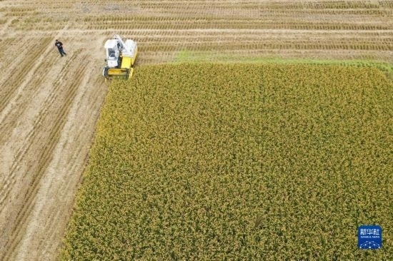 11月4日，在南通市通州區(qū)十總鎮(zhèn)育民村農(nóng)場，一臺設(shè)置好參數(shù)的無人收割機(jī)在工作中（無人機(jī)照片）。
