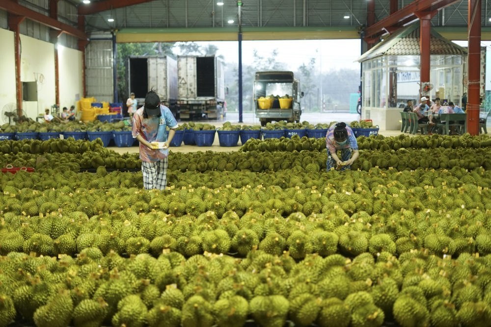 2023年9月15日，在越南多樂省一家榴蓮加工廠，工人在給即將出口到中國的榴蓮包裝貼牌。隨著《區(qū)域全面經(jīng)濟(jì)伙伴關(guān)系協(xié)定》紅利釋放，中國—東盟貿(mào)易規(guī)模進(jìn)一步擴(kuò)大。越來越多東盟國家的優(yōu)質(zhì)水果便捷地進(jìn)入中國市場，走上消費(fèi)者的餐桌。