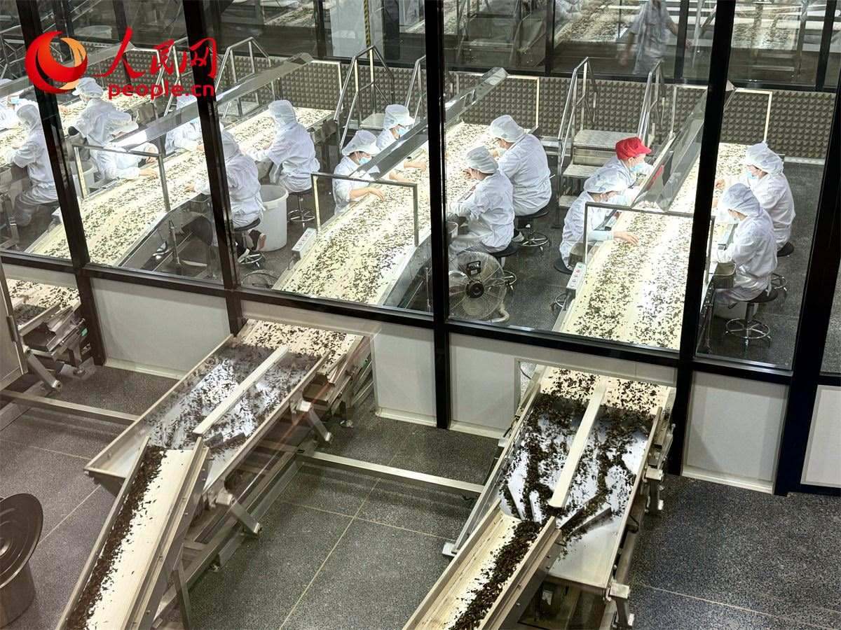 工人在對茶葉進行目視揀剔。人民網(wǎng)記者 劉微攝