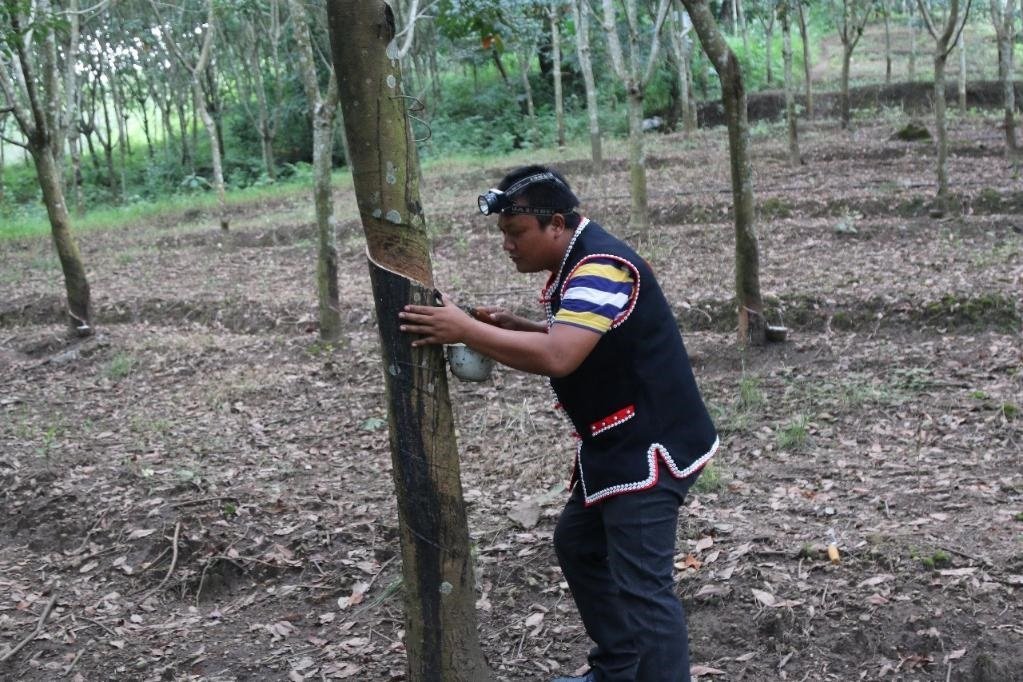 2017年10月，云南省永德縣團(tuán)樹村佤族膠農(nóng)蔣文富在割膠