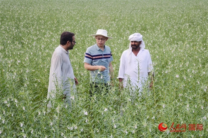 中巴經(jīng)濟(jì)走廊農(nóng)業(yè)合作中心負(fù)責(zé)人席建龍（中）與巴基斯坦當(dāng)?shù)剞r(nóng)戶在芝麻種植園交流作物生長情況。人民網(wǎng)記者薩義德·邁赫迪攝