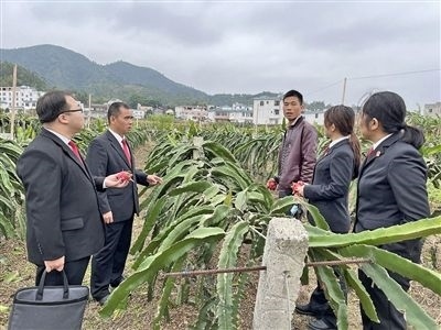  圖④：岑溪法院糯垌法庭法官深入轄區(qū)火龍果基地調(diào)研。