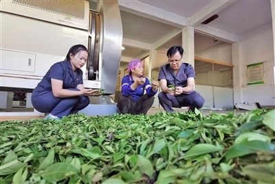  圖③：蒼梧法院六堡法庭法官深入茶企了解企業(yè)生產(chǎn)經(jīng)營情況。