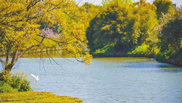  碧波蕩漾 浙江嘉興市海鹽縣望海街道永福社區(qū)荷花池，一汪碧水波光粼粼，風(fēng)光旖旎。當(dāng)?shù)厥冀K堅(jiān)持綠色發(fā)展，促進(jìn)人與自然和諧共生。 肖弗勒模具（嘉興）有限公司德國(guó)籍經(jīng)理 湯姆·魯特納攝 “當(dāng)?shù)卮迕窀嬖V我，如今環(huán)境變好了，茶余飯后，大家都會(huì)到河邊散散步，欣賞美景，和鄰居聊聊天。我想，好生態(tài)是大自然的饋贈(zèng)，更是長(zhǎng)三角地區(qū)大力治理生態(tài)環(huán)境的結(jié)果。希望美麗中國(guó)的綠色發(fā)展之路越走越好?！? /></p> <p style=