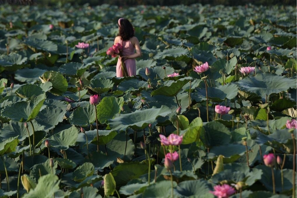 這是2020年7月15日，一名女子在越南首都河內(nèi)西湖畔的荷花叢中留影。