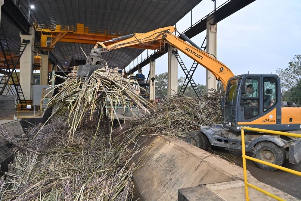 12月14日，在廣西來賓東糖鳳凰有限公司，員工操作機(jī)械將甘蔗投入傳送帶，準(zhǔn)備送往壓榨車間。