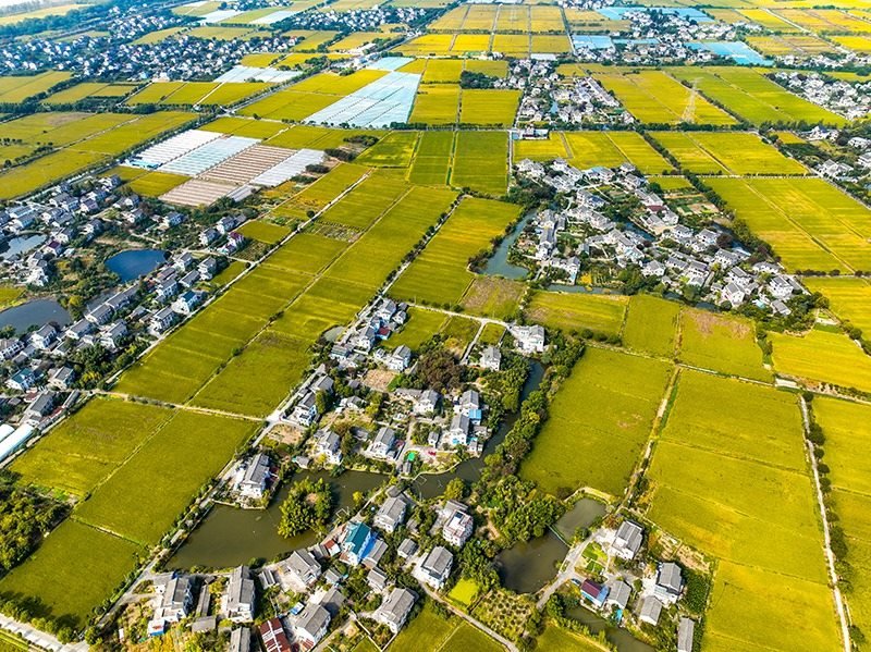 2023年10月22日，浙江海寧市黃灣鎮(zhèn)，金秋時節(jié)，金黃色的稻田與美麗鄉(xiāng)村構成一幅寧靜祥和的畫卷。