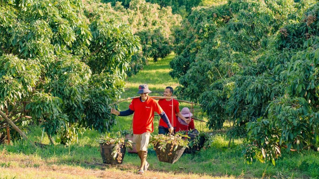2023年10月，泰國尖竹汶府的龍眼種植園內(nèi)，采果工人正在運(yùn)輸新采摘的龍眼。（黎銀成攝 新華社發(fā)）
