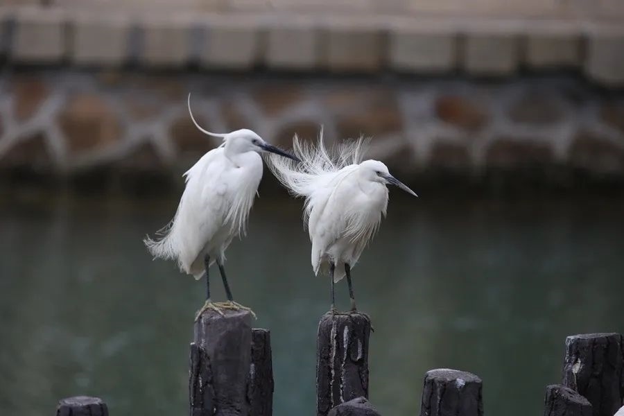 筼筜湖白鷺。人民網(wǎng)記者 陳博 攝