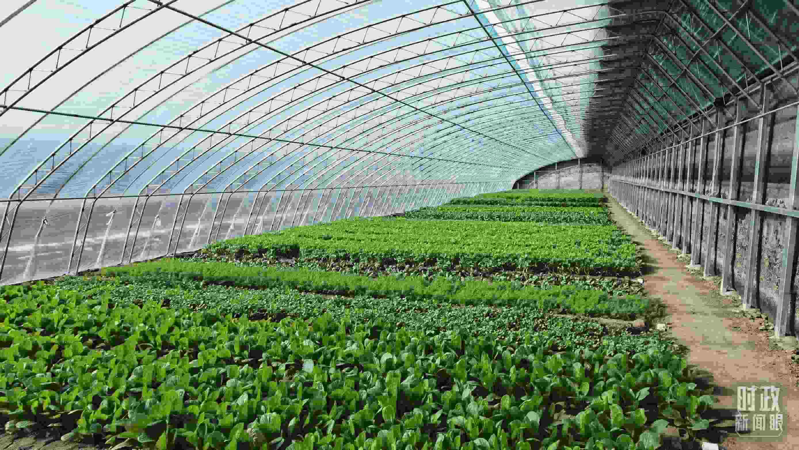 △第六埠村蔬菜大棚。（總臺(tái)央視記者郭鴻拍攝）